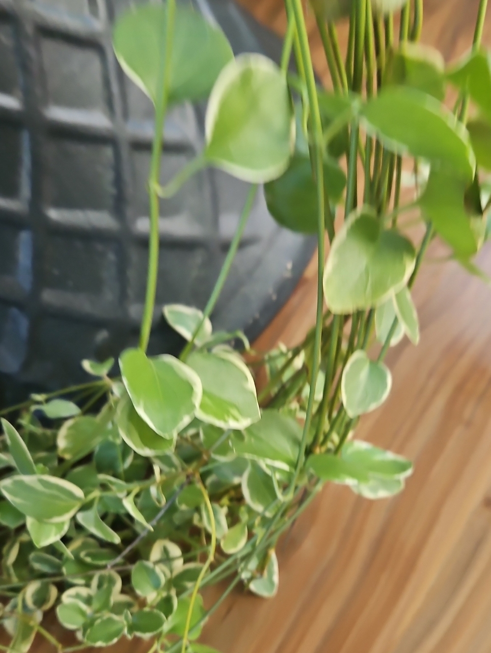 Variegated Vinca Vine Cuttings